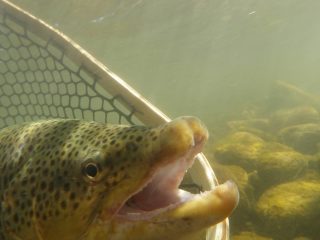 Montana Guided Fly Fishing